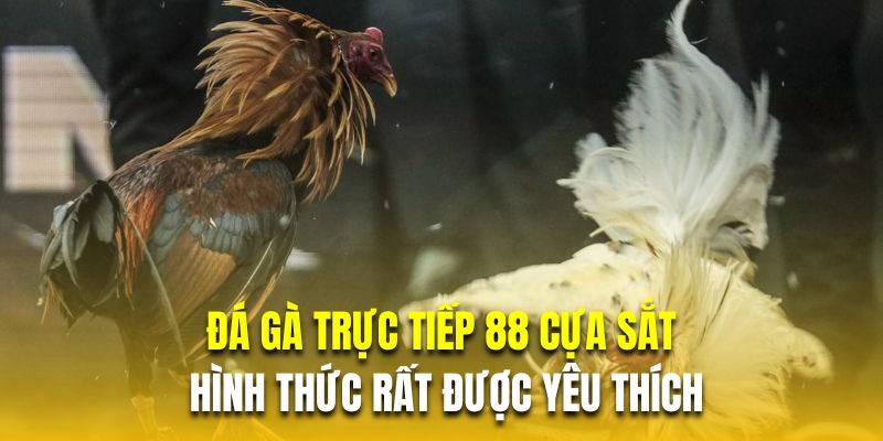 Đá gà trực tiếp 88 cựa sắt là hình thức rất được yêu thích