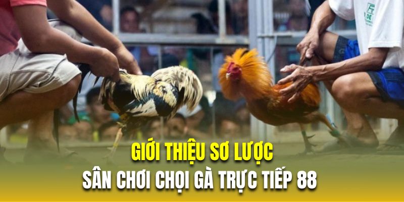 Giới thiệu sơ lược về sân chơi chọi gà trực tiếp 88 